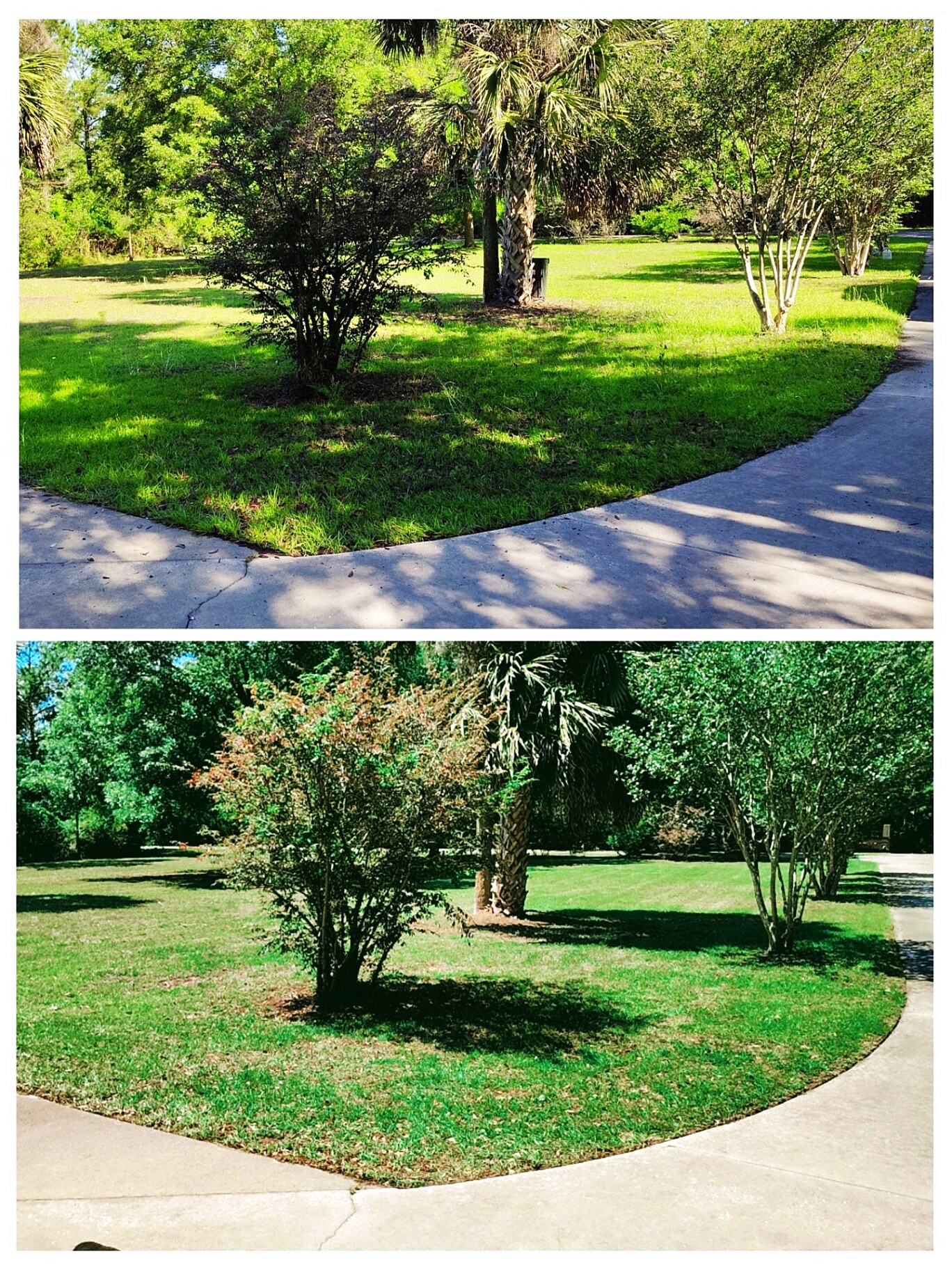 Yard transformation — before and after lawn service